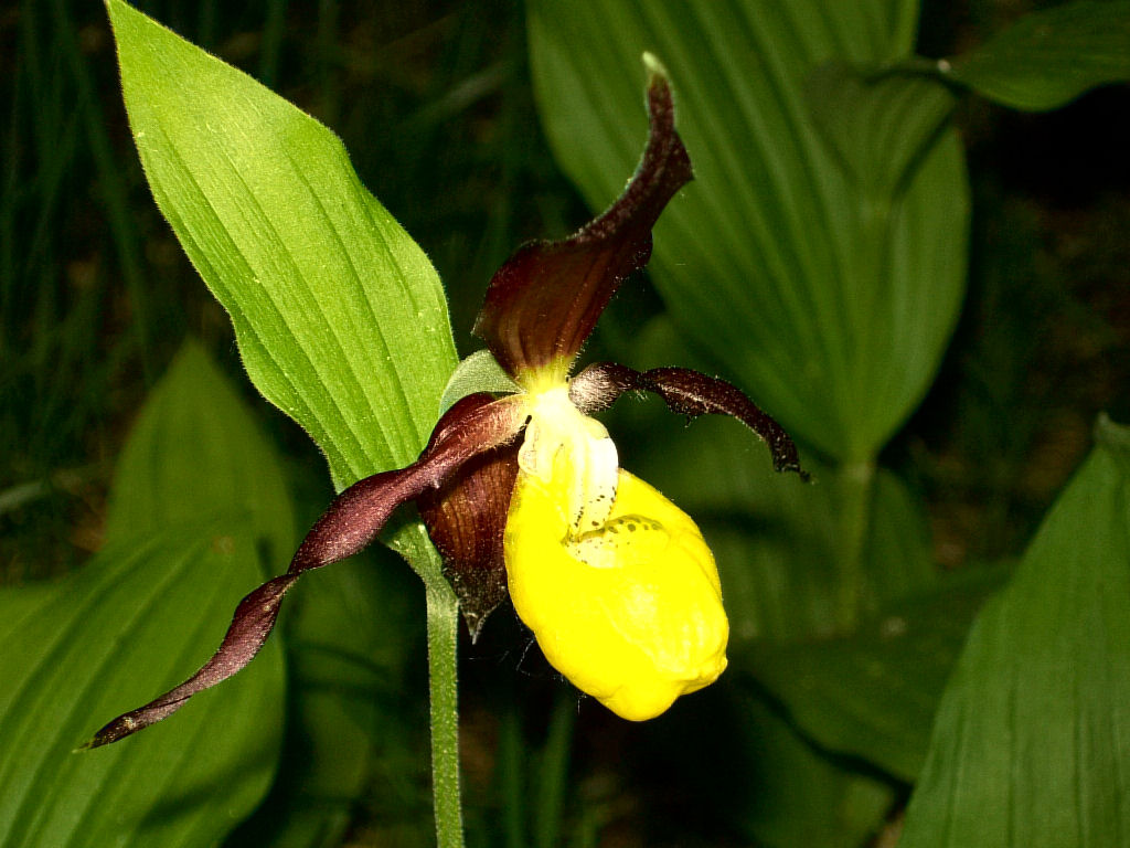 Cypripedium calceolus (ora in fiore)